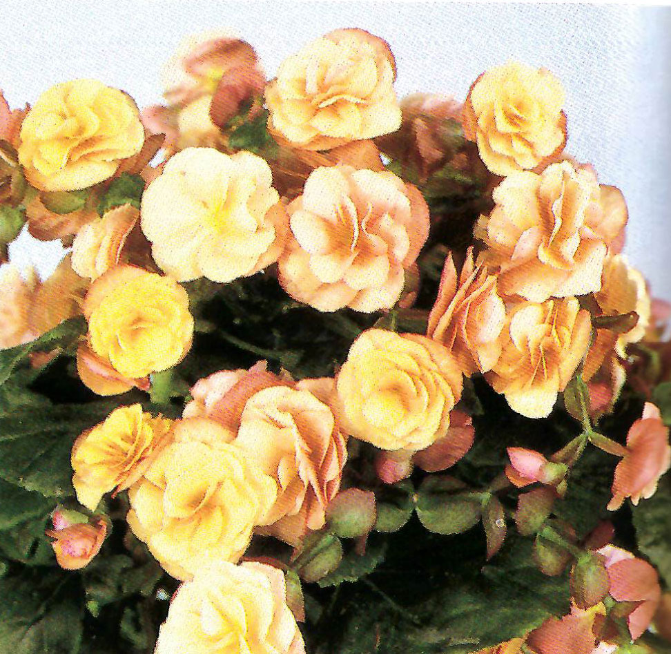 B. ‘Ballerina’